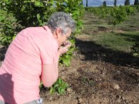 DSCN8300  Citrus flowers
