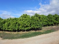DSCN8330  Citrus groves