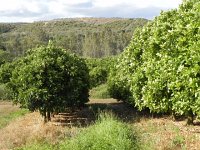 DSCN8405  Groves in the stream valley