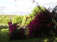 DSCN8420  Bougainvillea