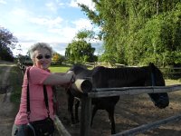 DSCN8421  Even a horse