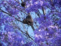 DSCN8422  Bird nest?