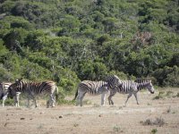 DSCN8444  More zebras