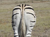 DSCN8446  South-end north bound zebra