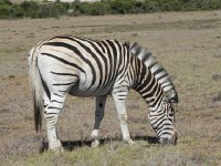 DSCN8447  Burchell&#39;s from the strips