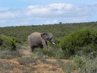 DSCN8448  Finally, an elephant!