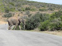 DSCN8450  Crossing to the water hole