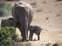 DSCN8457  Older sibling also trying to nurse