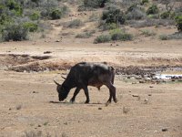 DSCN8459  Drifting off