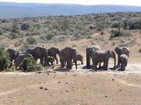 DSCN8460  Monopolizing the water hole