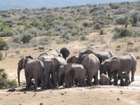 DSCN8462  Note the warthogs racing around in the background