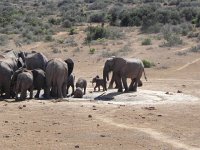 DSCN8463  Little elephants