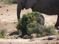 DSCN8468  Jackal moving in