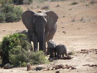 DSCN8471  Jackal sneaks a drink