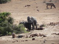 DSCN8472  Trunks covered with mud