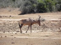 DSCN8478  Hartebeest comes in