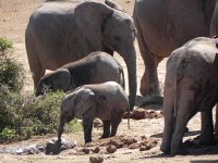 DSCN8482  Little mud-covered elephants