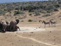 DSCN8489  The zebras would like a turn