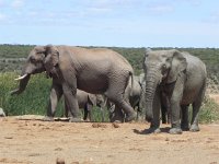 DSCN8495  Another waterhole, another herd