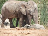 DSCN8496  Taking it easy, laying down