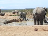 DSCN8504  Roughhousing in the mudhole