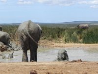 DSCN8506  Coming up for air