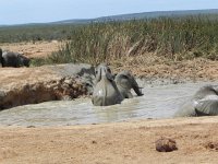 DSCN8512  Adolescents humping