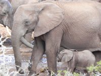 DSCN8522  Anotherbaby trying to sneak a drink