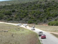 DSCN8525  Zebras block the road