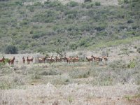 DSCN8528  A final herd of hartebeests