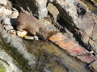 DSCN8659  Hyrax or dhessie