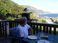 DSCN8660  Camp robber