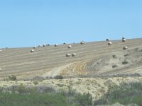 DSCN8682  Huge bales