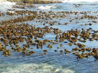 DSCN8699  Kelp detail