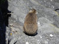 DSCN8834  Hyrax