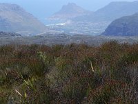 DSCN8843  Fynbos and Houts Bay