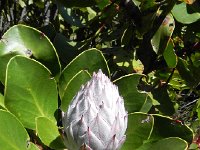 DSCN8846  Protea spp.