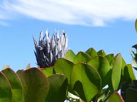 DSCN8847  Protea