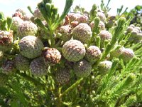 DSCN8849  Who knows?