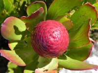 DSCN8852  Protea?