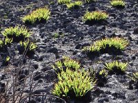 DSCN8853  resprouts from recent burn