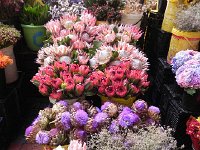 DSCN8883  Protea blooms