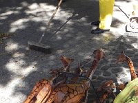 DSCN8887  more giraffes!