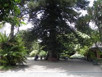 DSCN8904  Huge tree beckons