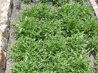 DSCN8908  the Cape Company Gardens