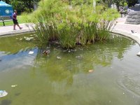 DSCN8913  Ducklings!