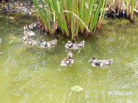 DSCN8914  Little guys!