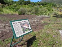 DSCN8931  Problem geese