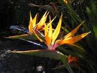 DSCN8936  Bird of Paradise from Eastern Cape