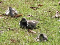 DSCN8937  the cute problem geese